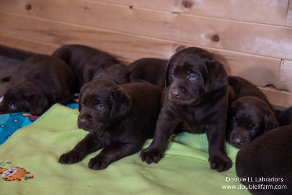 Double LL Labradors - CKC Lab pups - SK