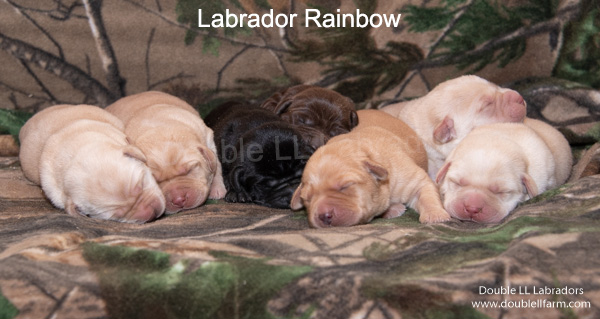 Double LL Labradors