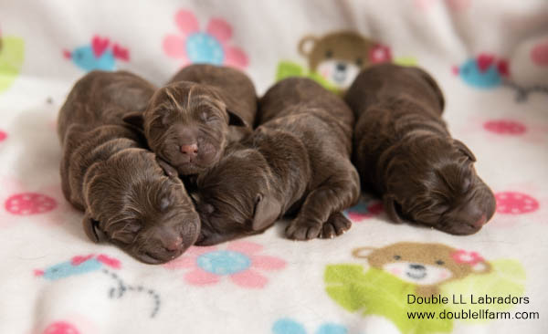Double LL Labradors - chocolate Lab puppies