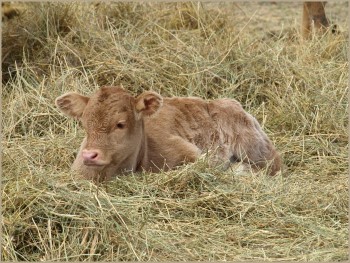 Double LL Farm - calves