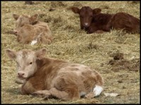 Calves - Double LL Farm