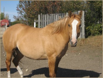 Dixie - Double LL Farm - Horses