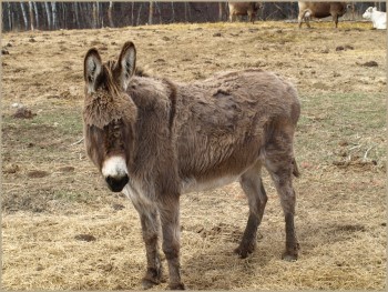 Donkey - Double LL Farm