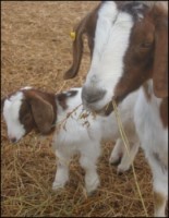 Boer Goats - Double LL Farm
