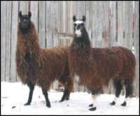 Double LL Farm - Llamas