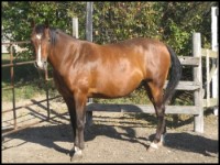 Sly - Double LL Farm - Horses