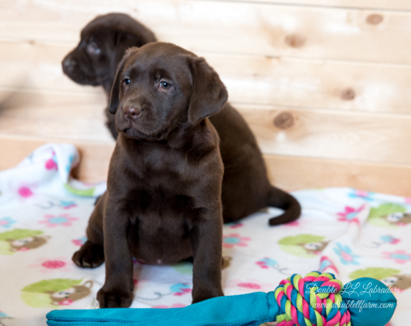 Double LL Labradors - Chocolate Lab pups