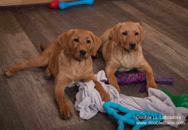 Lab Breeders Sk Chocolate Lab Pups Yellow Lab Pups