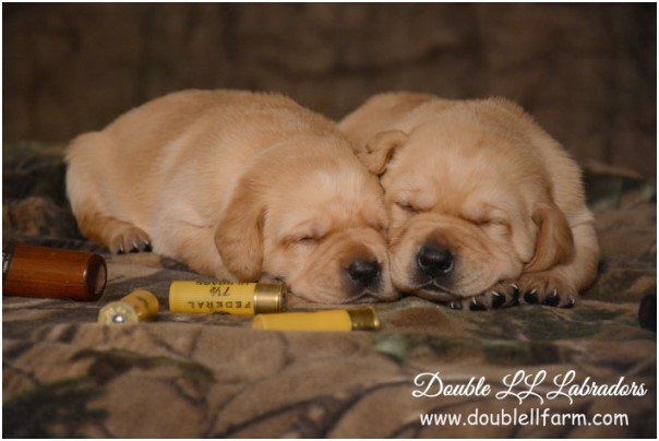 Double LL Labradors - CKC Lab pups SK 